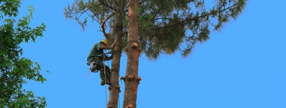 Anderson Tree Experts climber working high in a pine, roped and harnessed